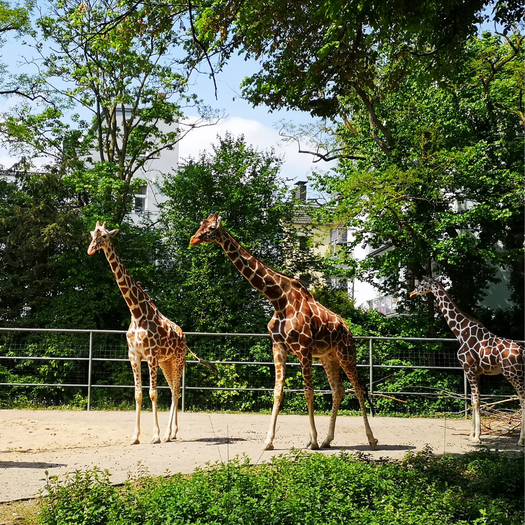 giraffen in de zoo van keulen